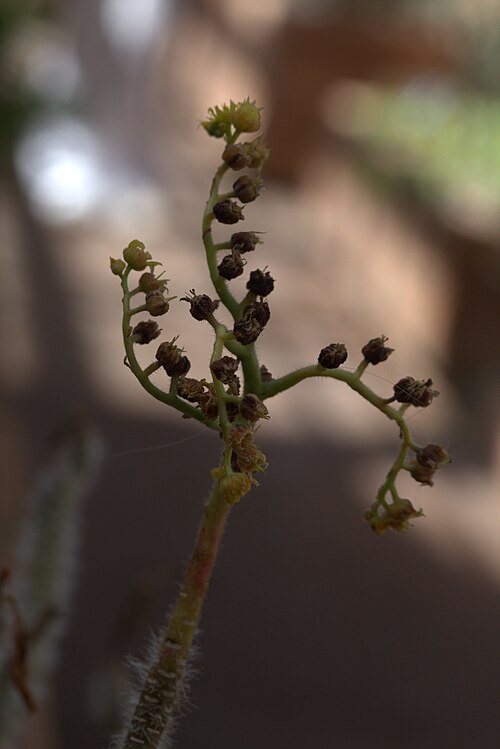 Smith’s treeleek: Aeonium smithii in Gothenburg Botanical Garden 2015. Plant id: 1994 94272 p G.