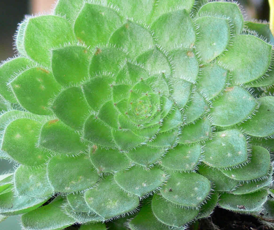 Aeonium tabulaeforme: Aeonium tabuliforme