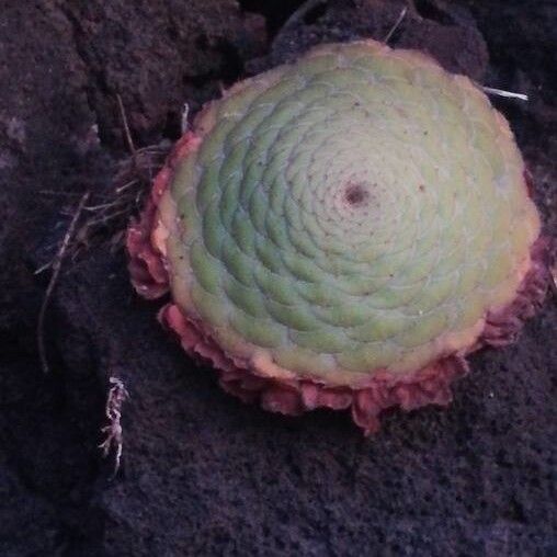 Aeonium tabulaeforme (Aeonium tabulaeforme)