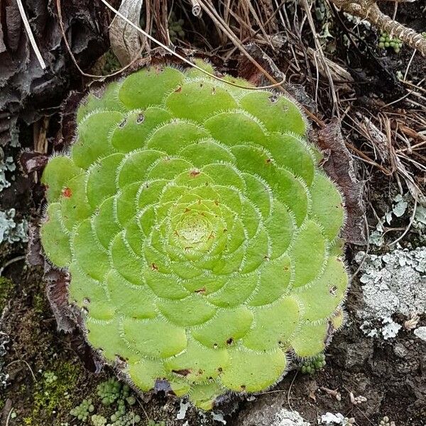 Aeonium tabulaeforme (Aeonium tabulaeforme)