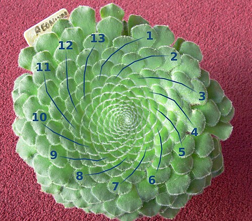 Aeonium tabulaeforme: Aeonium Tabuliforme with 13 spirals