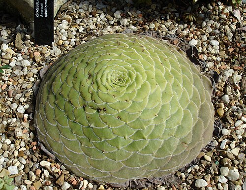 Aeonium tabulaeforme: Aeonium tabuliforme , Royal Botanic Gardens, Kew,