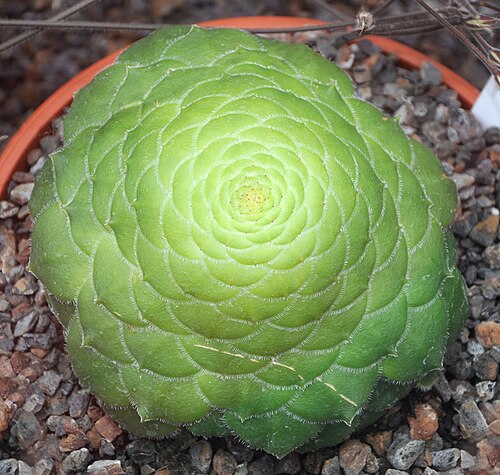 Aeonium tabulaeforme: Aeonium tabuliforme