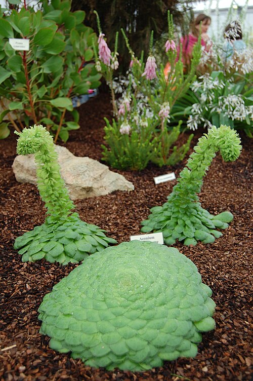 Aeonium tabulaeforme: Three specimens of Aeonium tabuliforme , two with flower spikes, on display at the BBC Gardeners' World show.
