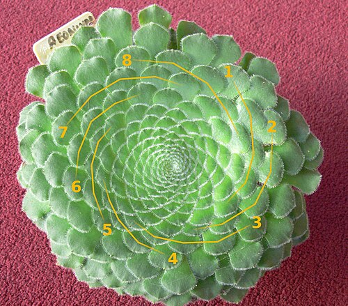 Aeonium tabulaeforme: Aeonium Tabuliforme with 8 spirals