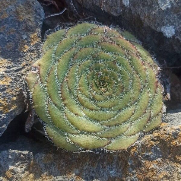 Aeonium tabulaeforme (Aeonium tabulaeforme)