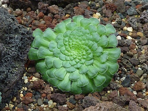 Aeonium tabulaeforme: Aeonium tabuliforme in the Sukkulentensammlung Zürich