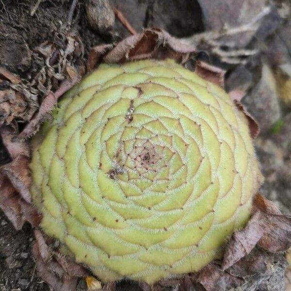 Aeonium tabulaeforme (Aeonium tabulaeforme)