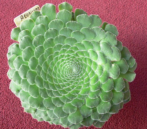Aeonium tabulaeforme: Aeonium Tabuliforme