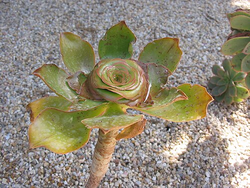 Saucer-plant (Aeonium undulatum)