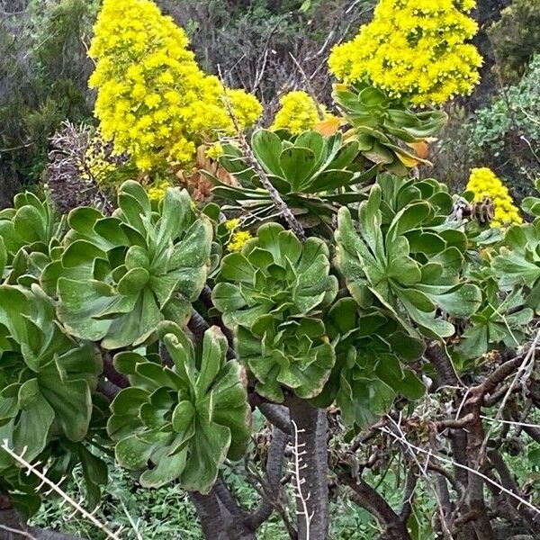 Saucer-plant (Aeonium undulatum)