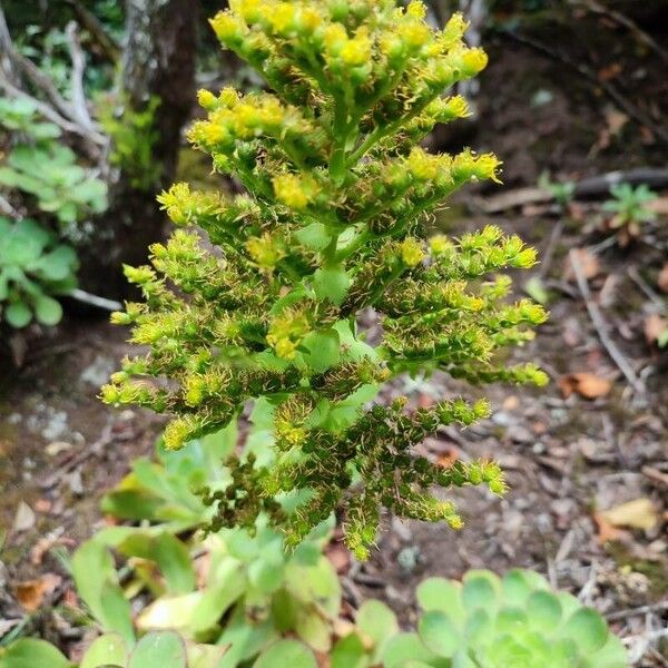 Saucer-plant (Aeonium undulatum)