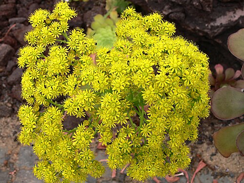 Saucer-plant: Aeonium undulatum WEBB, Botanischer Garten Krefeld