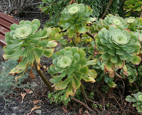 Saucer-plant: Aeonium undulatum im Botanischen Garten Dresden
