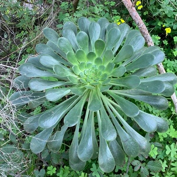 Saucer-plant (Aeonium undulatum)