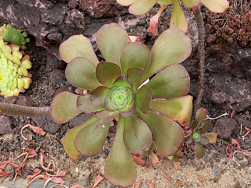 Saucer-plant: Aeonium undulatum WEBB, Botanischer Garten Krefeld