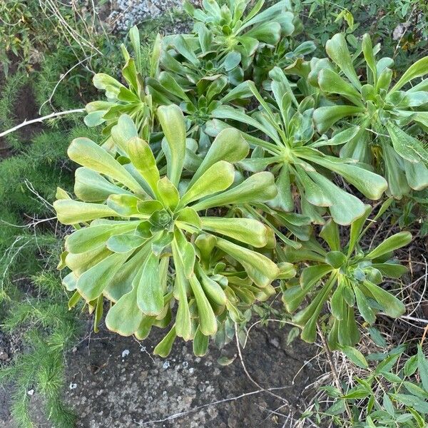 Saucer-plant (Aeonium undulatum)