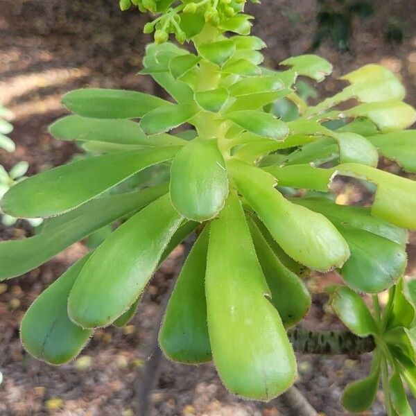 Saucer-plant (Aeonium undulatum)