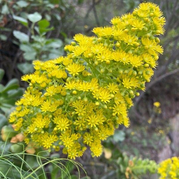 Saucer-plant (Aeonium undulatum)