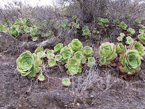 Aeonium urbicum: Anaga Rural Park, north coast, near Taganana, Tenerife, Canary Islands, Spain.