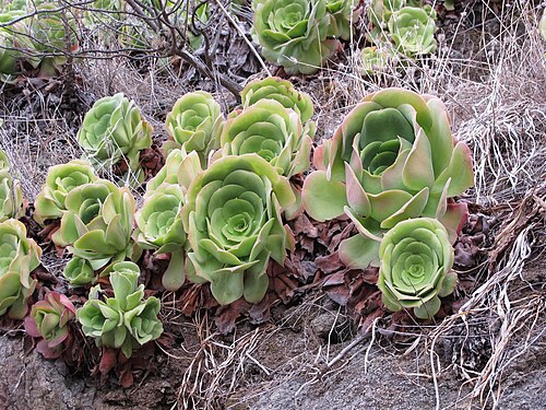 Aeonium urbicum: Anaga Rural Park, north coast, near Taganana, Tenerife, Canary Islands, Spain.