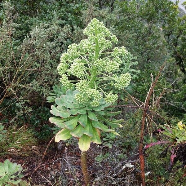 Aeonium urbicum (Aeonium urbicum)