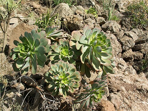 Aeonium urbicum: Aeonium urbicum