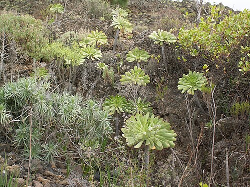 Aeonium urbicum: Aeonium urbicum