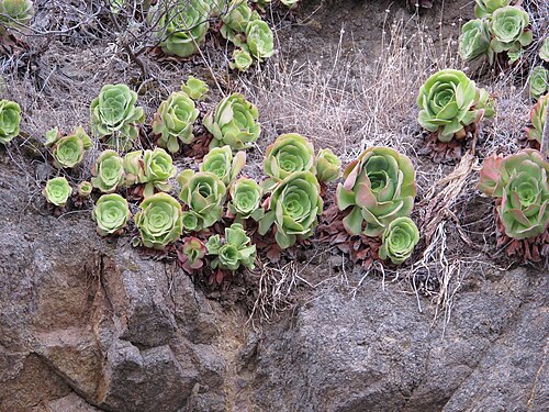 Aeonium urbicum: Anaga Rural Park, north coast, near Taganana, Tenerife, Canary Islands, Spain.