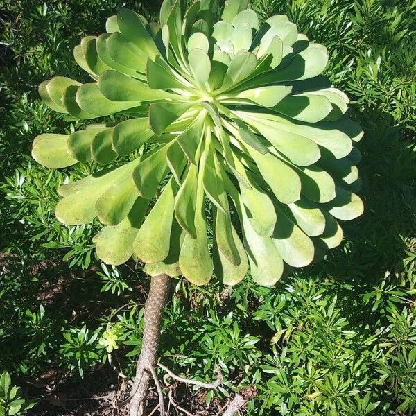 Aeonium urbicum (Aeonium urbicum)
