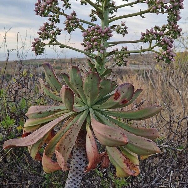 Aeonium urbicum (Aeonium urbicum)