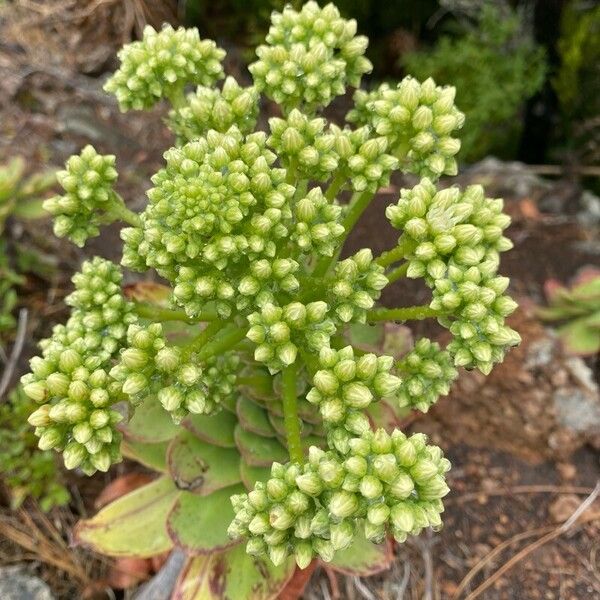 Aeonium urbicum (Aeonium urbicum)