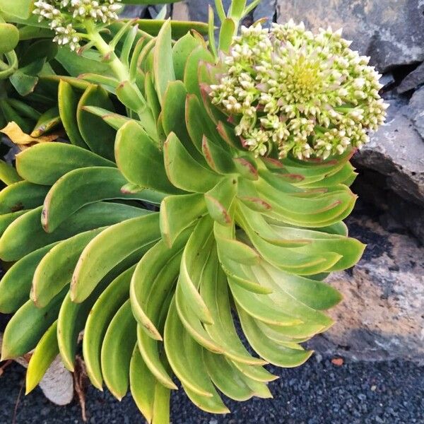 Aeonium urbicum (Aeonium urbicum)