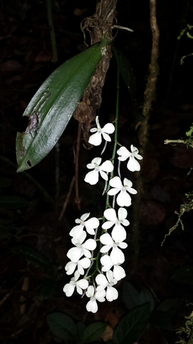 Aerangis citrata (Aerangis citrata)