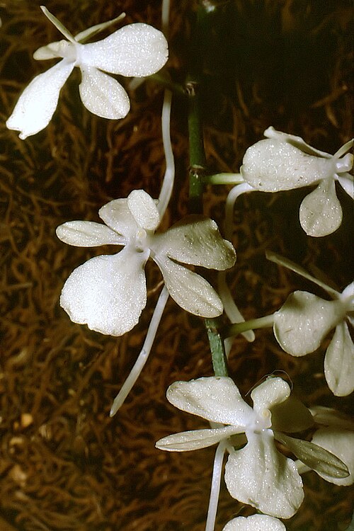 Aerangis citrata: Aerangis citrata
