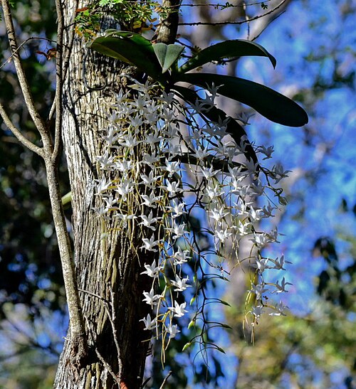 Aerangis decaryana: Aerangis decaryana, Parc National Zombitse - RN7