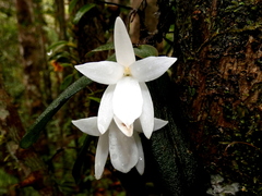 The magnificent aerangis (Aerangis fastuosa)