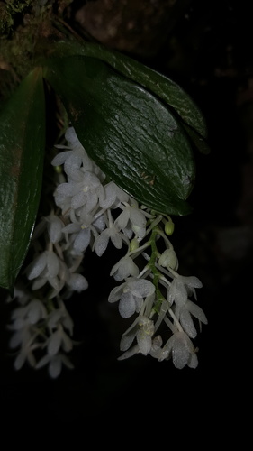 Aerangis hyaloides (Aerangis hyaloides)