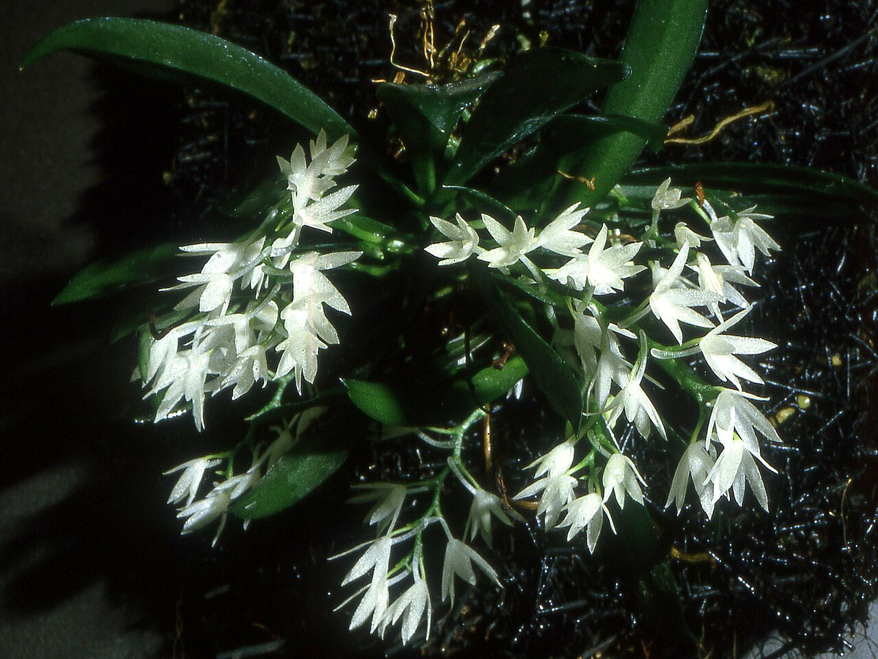 Aerangis hyaloides: Aerangis hyaloides