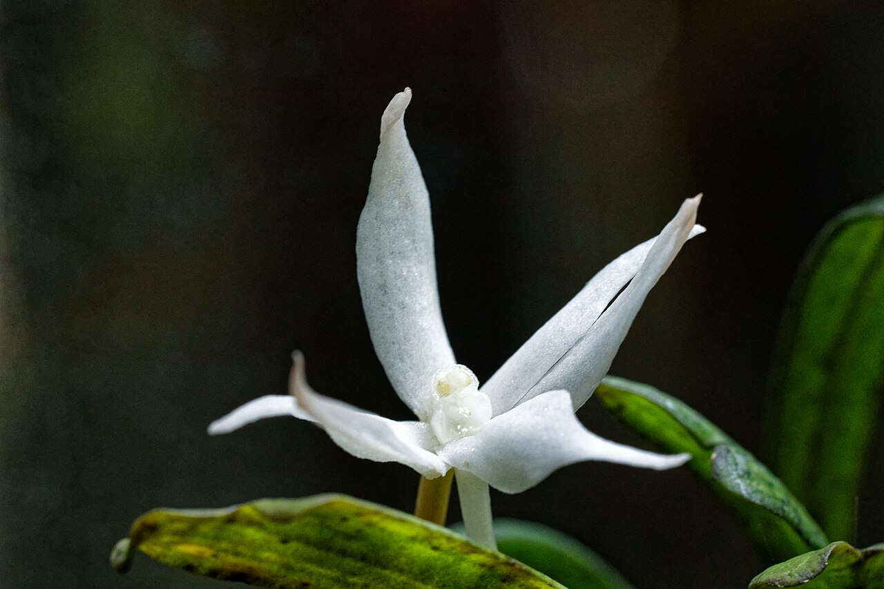 Kirk's aerangis: Einzelblüte des Orchideengewächses im Büro-Terrarium. Aerangis kirkii ist heimisch an der Northern Natal coast in South Africa