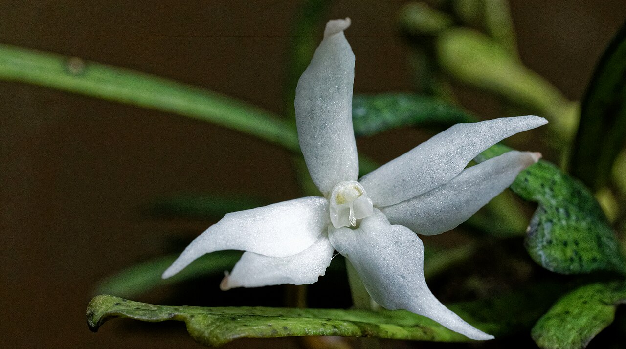 Kirk's aerangis: Einzelblüte des Orchideengewächses im Büro-Terrarium. Aerangis kirkii ist heimisch an der Northern Natal coast in South Africa