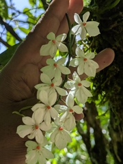 Aerangis luteoalba (Aerangis luteoalba)
