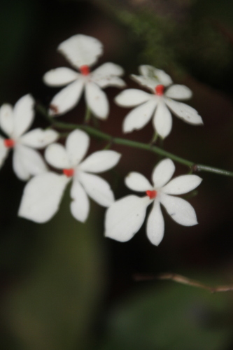 Aerangis luteoalba (Aerangis luteoalba)