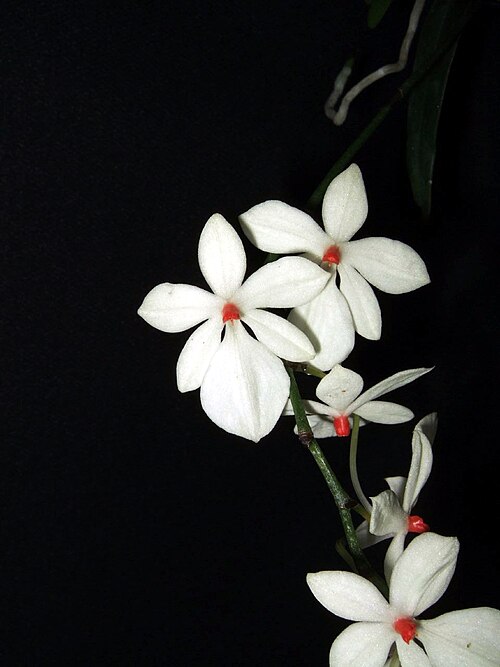 Aerangis luteoalba: Aerangis luteoalba var. rhodosticta