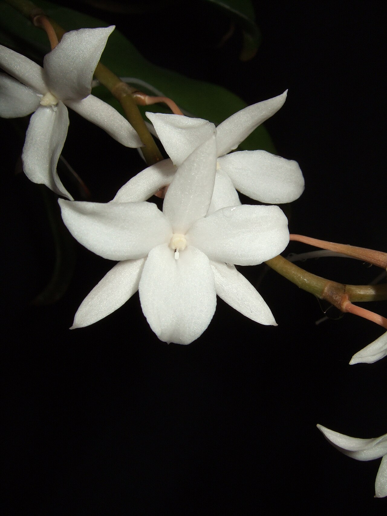 Aerangis modesta: Aerangis modesta