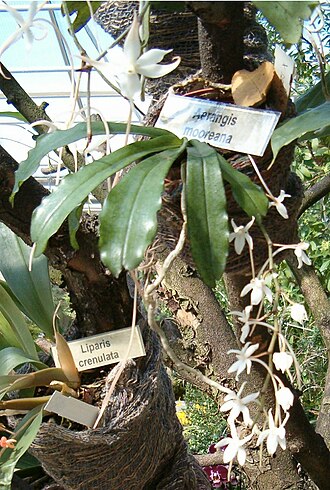 Aerangis mooreana: Aerangis mooreana , Habitus and Flowers Location: Botanical Gardens Berlin - Orchid Exhibition