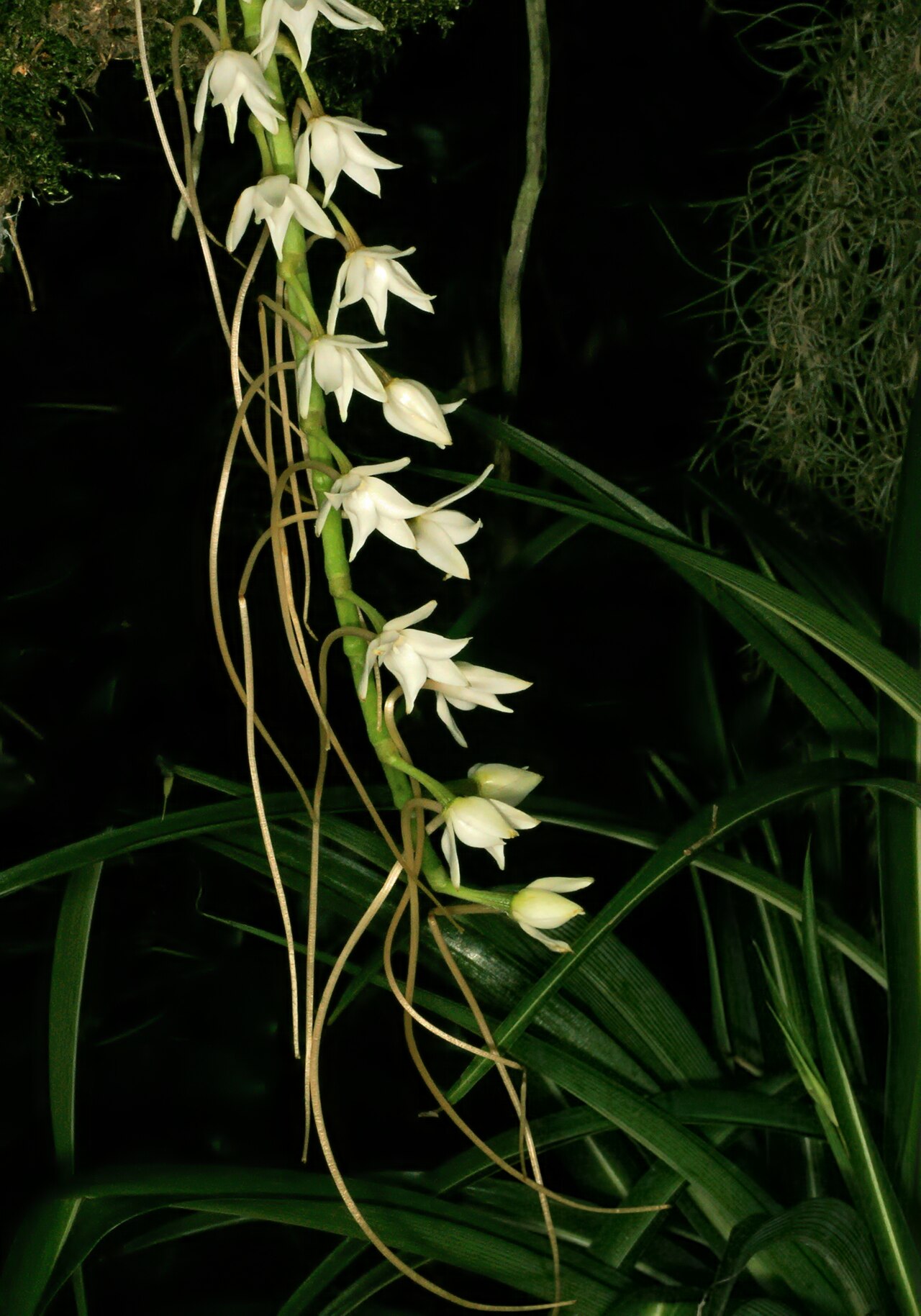 Aerangis stylosa: Aerangis stylosa