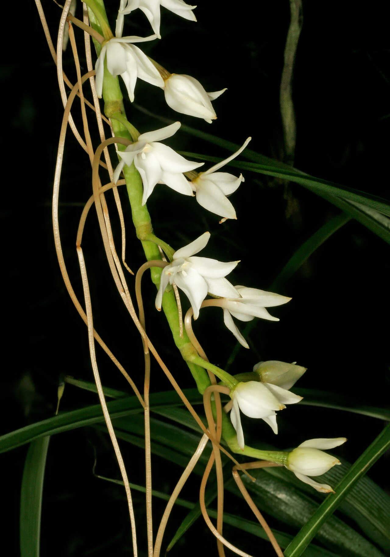 Aerangis stylosa: Aerangis stylosa