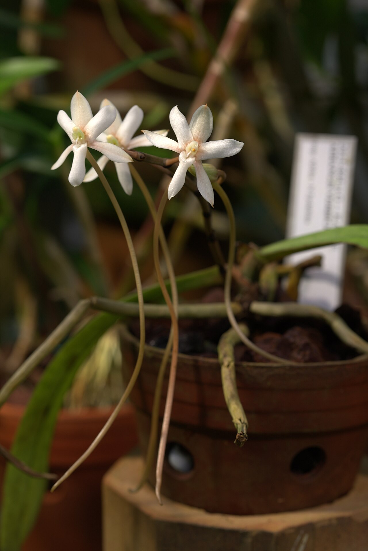 Aerangis verdickii: Aerangis verdickii at Gothenburg Botanical Garden. Plant id: 2015-844 p G -- Karge