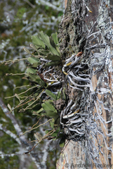 Aerangis verdickii (Aerangis verdickii)